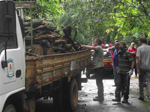Oito caminhões de material lenhoso foram recolhidos e levados para o Viveiro Municipal. Foto: Gazeta do Triângulo