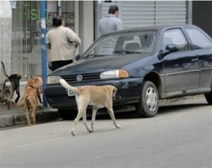 Cães soltos nas ruas causam sérios riscos à segurança e saúde pública. Foto: Divulgação 