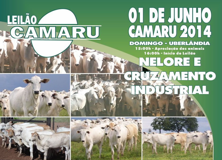 LEILAO CAMARU 01 JUNHO 2014 = ARTE