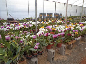 A prefeitura destinou através do projeto R$ 7.000 ao Círculo Araguarino de Orquidófilos. Foto: Arquivo