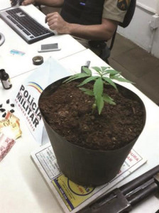 Na casa, os militares encontraram um vaso onde estava sendo cultivado um pé de maconha. Foto: Divulgação