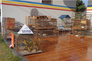 Ao todo, 73 animais foram capturados durante a fiscalização. Foto: PM