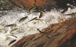 Restrições durante período reprodutivo dos peixes visam garantir manutenção do estoque para os anos seguintes. Foto: Divulgação