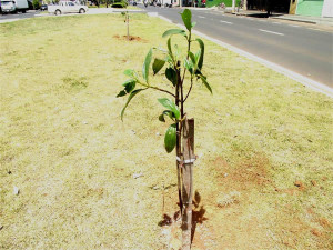 Iniciativa busca intensificar arborização pelas ruasFoto: Divulgação