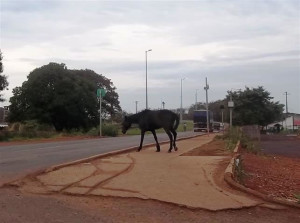 Animal atravessa tranquilamente a MG-414, próximo ao bairro Vieno. Foto: Gazeta do Triângulo