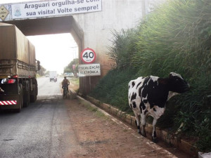 Recentemente, reportagem flagrou cenas de perigo na rodovia. Foto: Arquivo