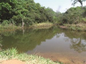 Nascentes da Mata do Desamparo surpreendem pela fluência em plena época de seca. Foto: Gazeta do Triângulo