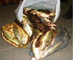 PM de Meio Ambiente apreendeu 22 kg de pescado durante Operação Pré-Piracema. Foto: Gazeta do Triângulo