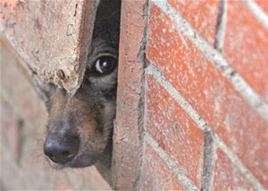 Após oito anos, associação de proteção aos animais pode estar com os dias contados. Foto:Divulgação