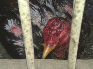 No local onde funcionava a rinha, aves eram mantidas em gaiolas e apresentavam diversos ferimentos. Foto: Divulgação/Facebook