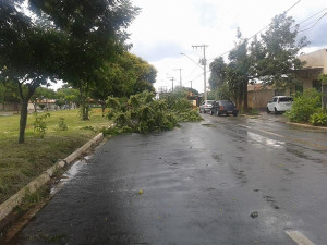 Ventos fortes derrubaram árvores nos bairros Chancia e Goiás. Foto:  Divulgação
