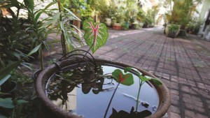Apesar de avanço em 2014, moradores precisam manter a atenção dentro de casa. Foto: Divulgação
