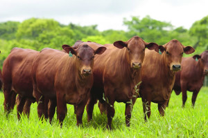 O Senepol encurta o ciclo do boi gordo e agrega valor no produto final