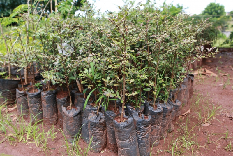 A equipe multiprofissional é composta por agentes comunitários de saúde, técnicos de enfermagem, psicólogo e assistente social