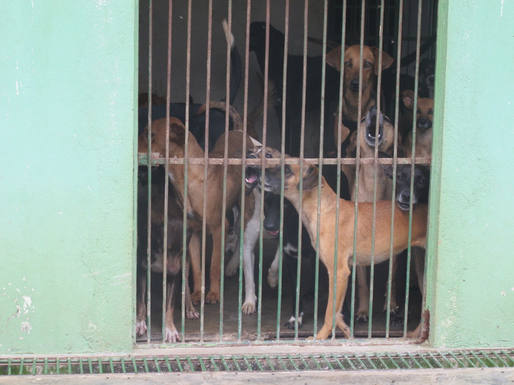 Canil fez parte das repartições que estavam de portas fechadas neste feriado prolongado