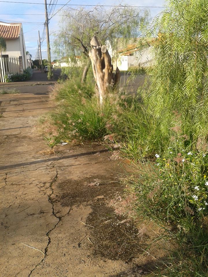 Excesso de mato e sujeira toma conta de ruas do município