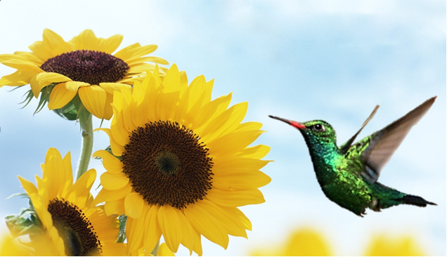 O objetivo das atividades é a conscientização e mobilização ambiental da classe estudantil e sociedade