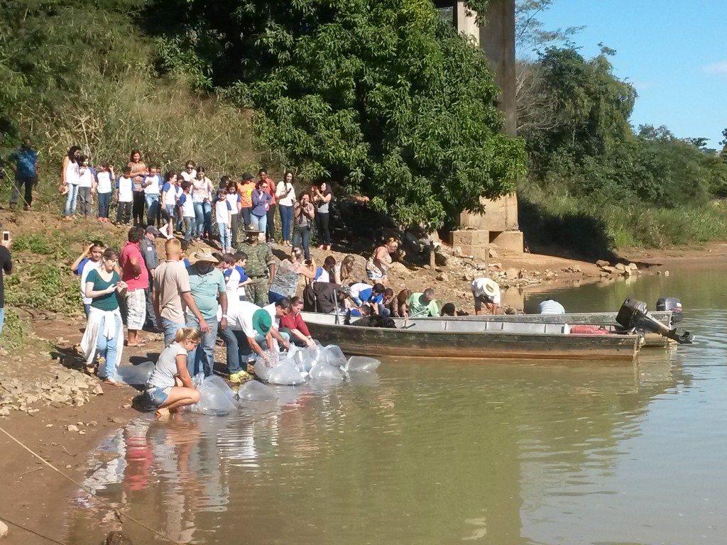 Milhares de espécies nativas foram soltas no rio Paranaíba durante o “peixamento”