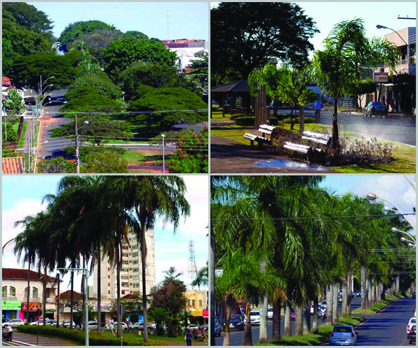 As fotos do fotógrafo Flávio Vinicius mostram o quanto nossa cidade é verde! 