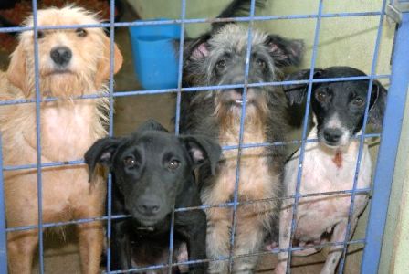 Vários cães de rua estarão à espera de um lar seguro