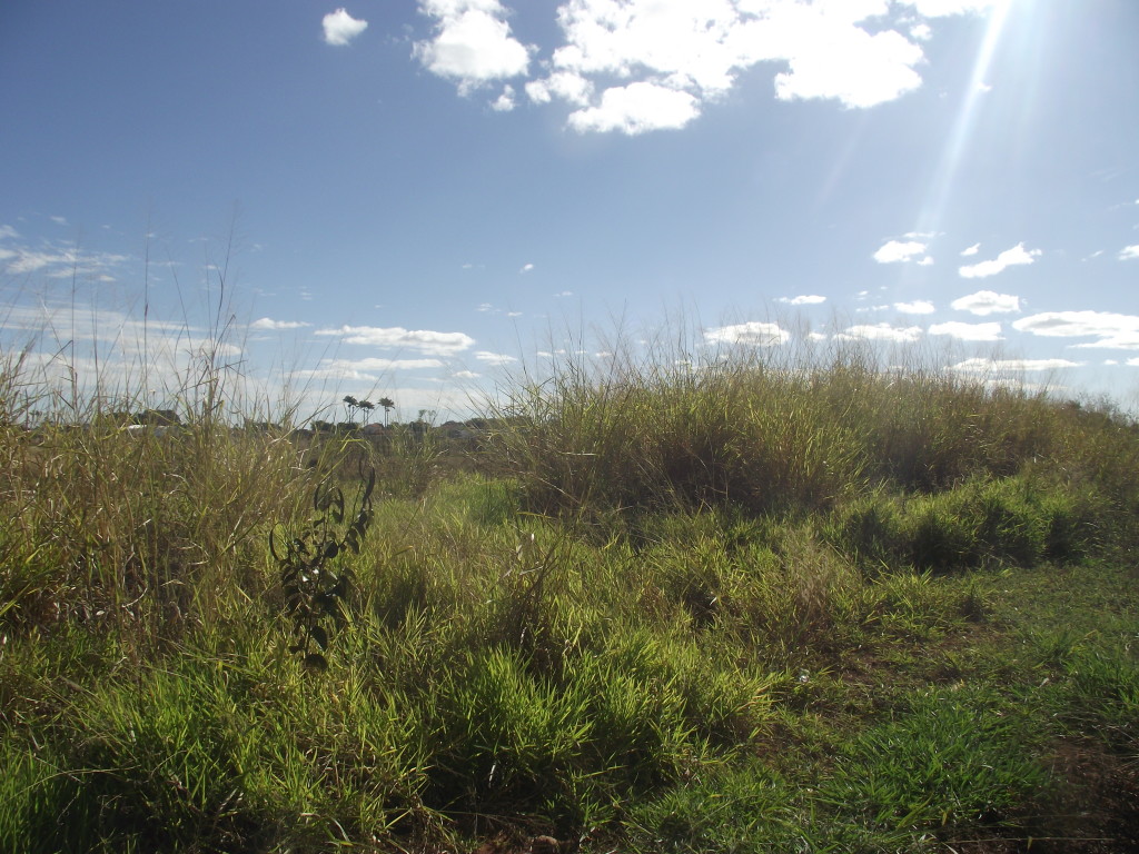 Mato ultrapassa altura do muro nos fundos do aeroporto