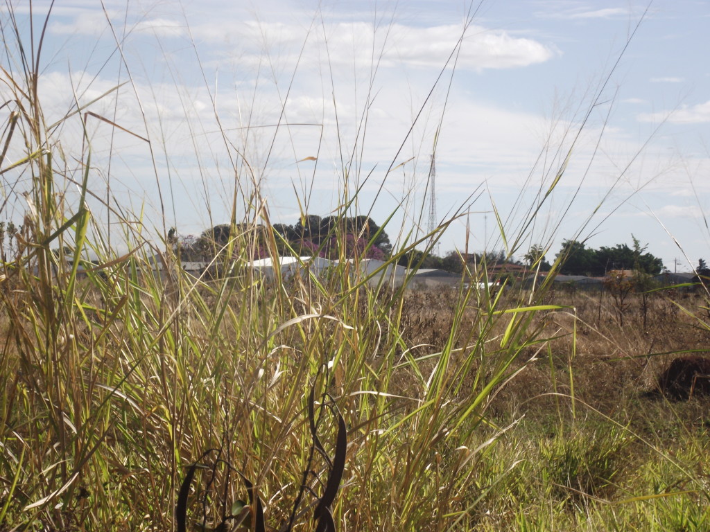 Mato ultrapassa altura do muro nos fundos do aeroporto