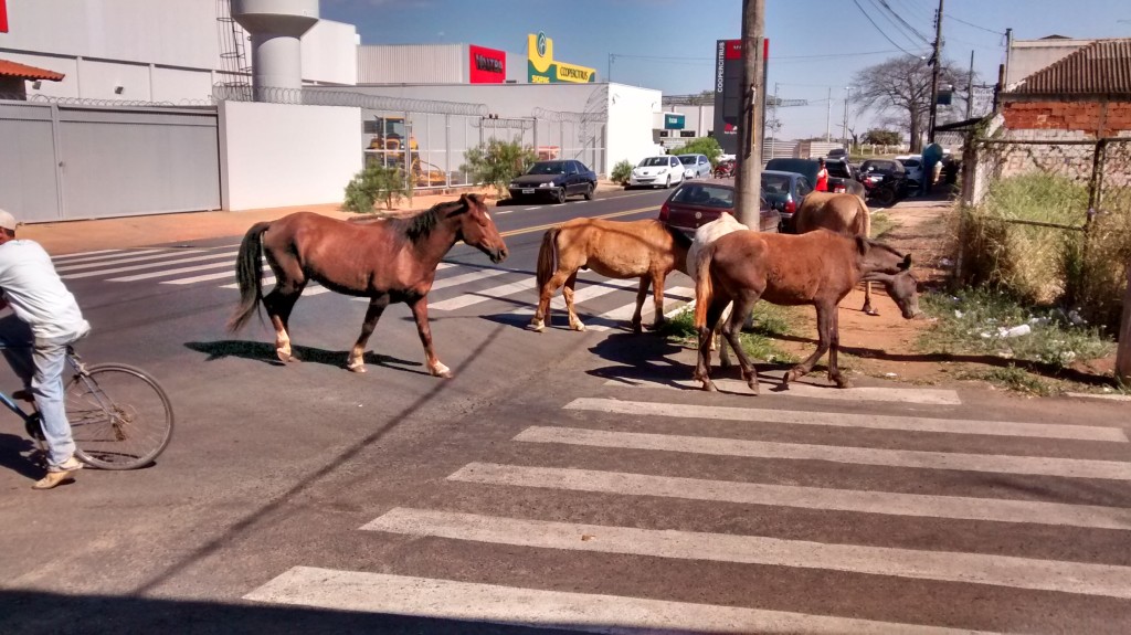 Avenida Senador Melo Viana no bairro Goiás tem a presença constante de animais