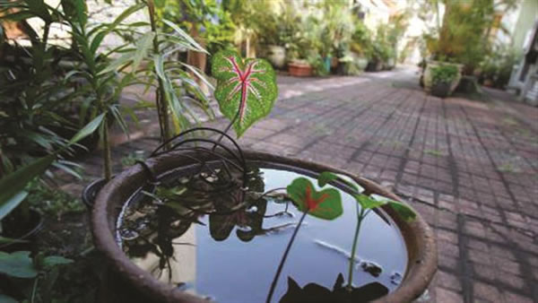 Da Redação Mesmo com um ano de crise hídrica e tempo quente e seco, os breves períodos chuvosos foram suficientes para uma epidemia de dengue no município e em diversas regiões do país, de grandes proporções. Conforme dados divulgados pelo departamento de Controle de Zoonoses, Araguari teve 160 casos da doença em 2014. Só no primeiro semestre deste ano, foram 2.761 episódios. De acordo com o coordenador do departamento, Wellington Colenghi, nem todas as confirmações foram definidas através do exame de sangue. “Recebíamos muitas notificações e não era possível fazer a coleta em todos os pacientes, muitos foram considerados como casos confirmados com base nos sintomas,” explicou. Se por um lado o primeiro semestre mostra números alarmantes, em agosto e setembro foram registrados 16 casos suspeitos, ainda sob investigação.  Em Minas Gerais, o número de casos da dengue deste ano é mais do que o dobro do registrado em 2014. Até 11 de setembro, foram 121.747 confirmações da doença contra 49.360 nos 12 meses do ano passado, segundo informações da Secretaria de Estado de Saúde (SES). Para Colenghi, além do período chuvoso, quando o mosquito se reproduz, somado ao descuido da população, outros fatores ajudam a explicar a alta. “Vimos alguns bairros de Araguari terem problemas de abastecimento e com essa falta, os moradores passaram a armazenar água em tambores. Mas o pico de casos aqui no município foi mesmo durante as chuvas,” comentou. Vacina contra dengue Para 2016 existe a expectativa da comercialização de uma vacina, que promete sucesso de imunização em pelo menos 66% das pessoas. Os resultados dos estudos de eficácia e segurança da vacina contra a dengue mostrariam ainda melhor resultado contra duas manifestações clínicas mais intensas da doença: a redução de 93% dos casos de dengue grave e de 80% dos índices de internações, segundo a Sanofi Pasteur, empresa responsável pela fabricação da vacina. O custo ainda não foi divulgado. “O preço de vacinas e de medicamentos é determinado pela Câmara de Regulação do Mercado de Medicamentos, órgão interministerial responsável por regular o mercado e estabelecer critérios para a definição e o ajuste de preços. Esta regulação só acontece depois de o produto ter recebido o registro na Anvisa, o que ainda não foi possível,” acrescentou Sheila Homsani, diretora médica da empresa.