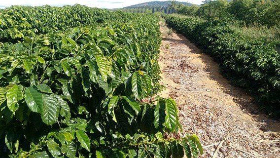 Sistema de irrigação do café por gotejamento será um dos assuntos em pauta durante o evento
