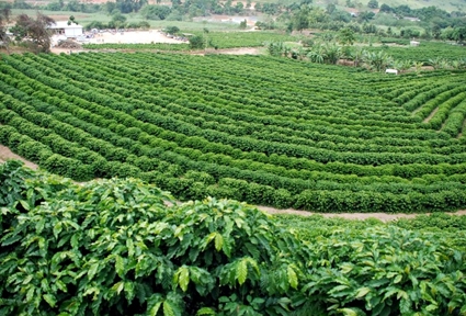 Ano passado a região araguarina produziu 800 mil sacas de café e esse ano foram 400