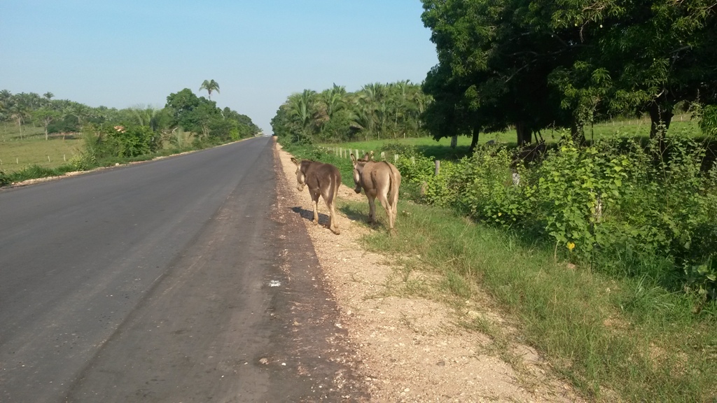 Presença de animais é constante nas rodovias estaduais de Araguari
