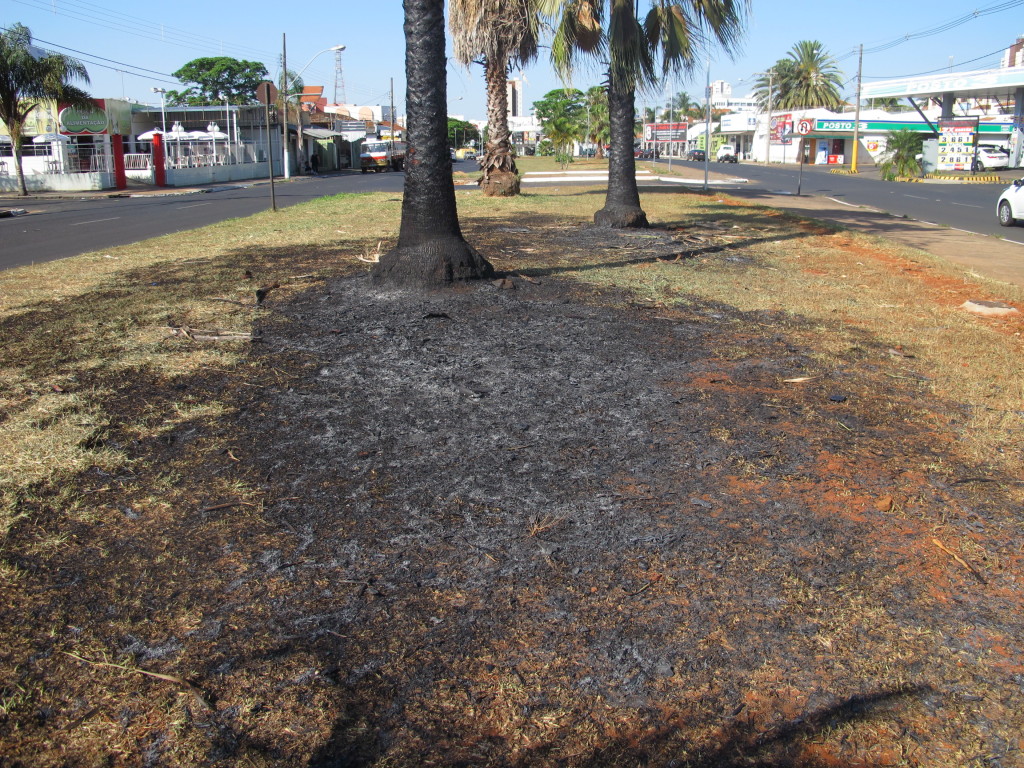 Incêndio criminoso danificou coqueiros na avenida Coronel Theodolino Pereira de Araújo
