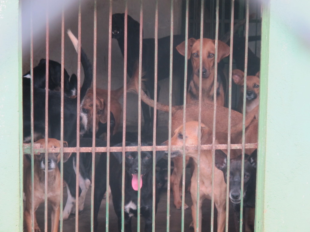 Centro de Castração deve minimizar o número de animais abandonados 