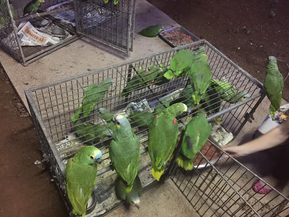 Animais recebem cuidados especiais para retornar a natureza o mais rápido possível