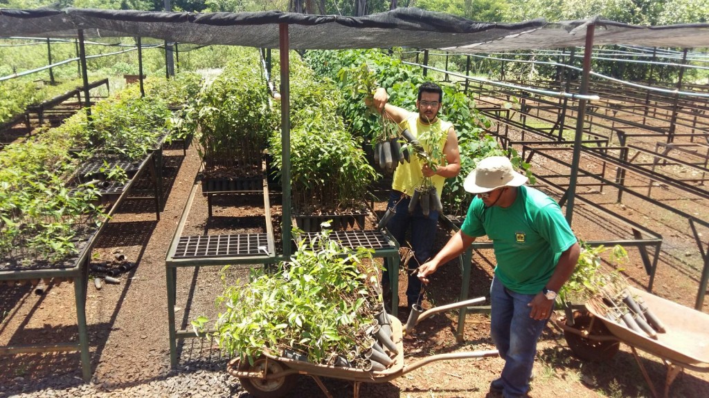 Viveiro municipal recebeu novas mudas obtidas em convênio com o IEF