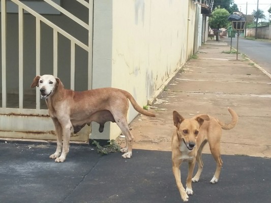 Secretário de Serviços Urbanos pede para que população não abandone os animais