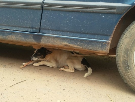 Cães abandonados na avenida Senador Melo Vianna
