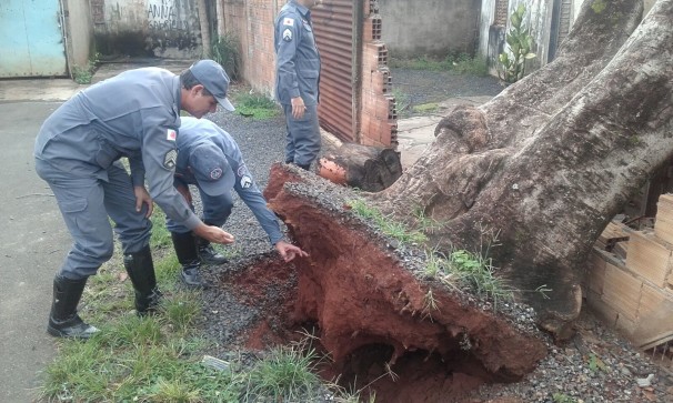 Chuvas provocaram a queda da árvore, que posteriormente foi removida pelo Corpo de Bombeiros