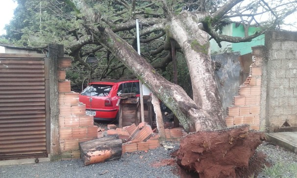 Raízes da árvore se soltaram completamente do chão; proprietário teve parte do muro e veículo danificados