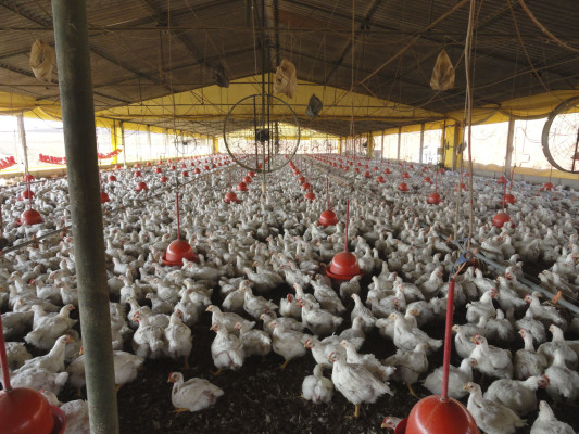 Minas Gerais ocupa o segundo lugar na produção nacional de ovos
