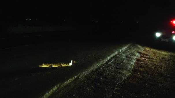 Polícia de Meio Ambiente captura jacaré na MG-223 