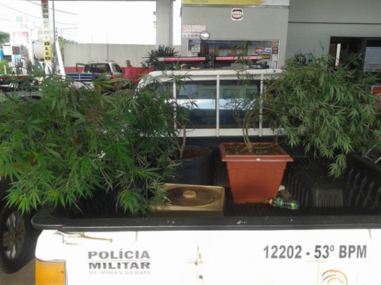 Maconha era plantada em cômodo da residência transformado em estufa CRÉDITO JOÃO CARLOS DE ALMEIDA