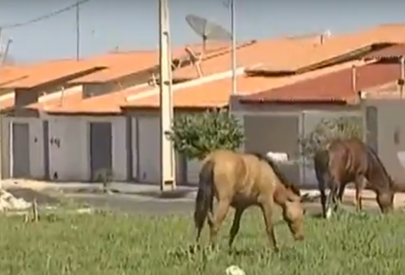 Secretaria de Serviços Urbanos recolhe semanalmente entre 12 e 15 cavalos