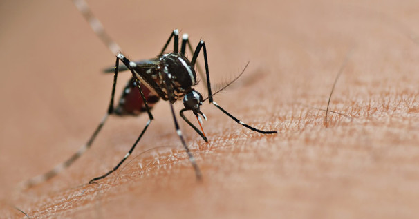 Estado de Minas Gerais registrou 133 óbitos relacionados à dengue