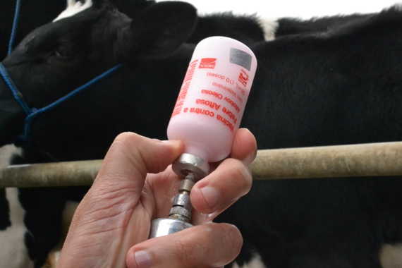 A vacinação do rebanho é obrigatória e uma das principais  formas de se prevenir contra a doença