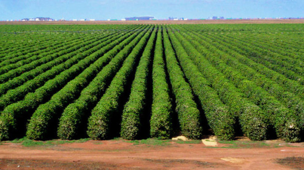 Araguari é referência em cafés produzidos com qualidade