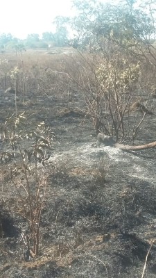 Fogo consumiu grande parte da vegetação na área do Viveiro Municipal