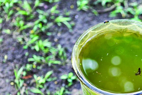 O boletim epidemiológico mostra que foram registrados 527.673 casos de pacientes contaminados por dengue em Minas