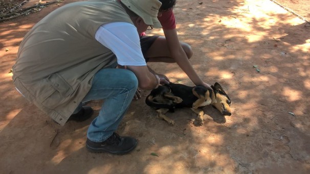 Cães e gatos do município começaram a ser vacinados neste sábado