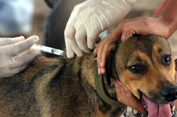 A Campanha de Vacinação Antirrábica terá início no dia 20 de agosto em Araguari